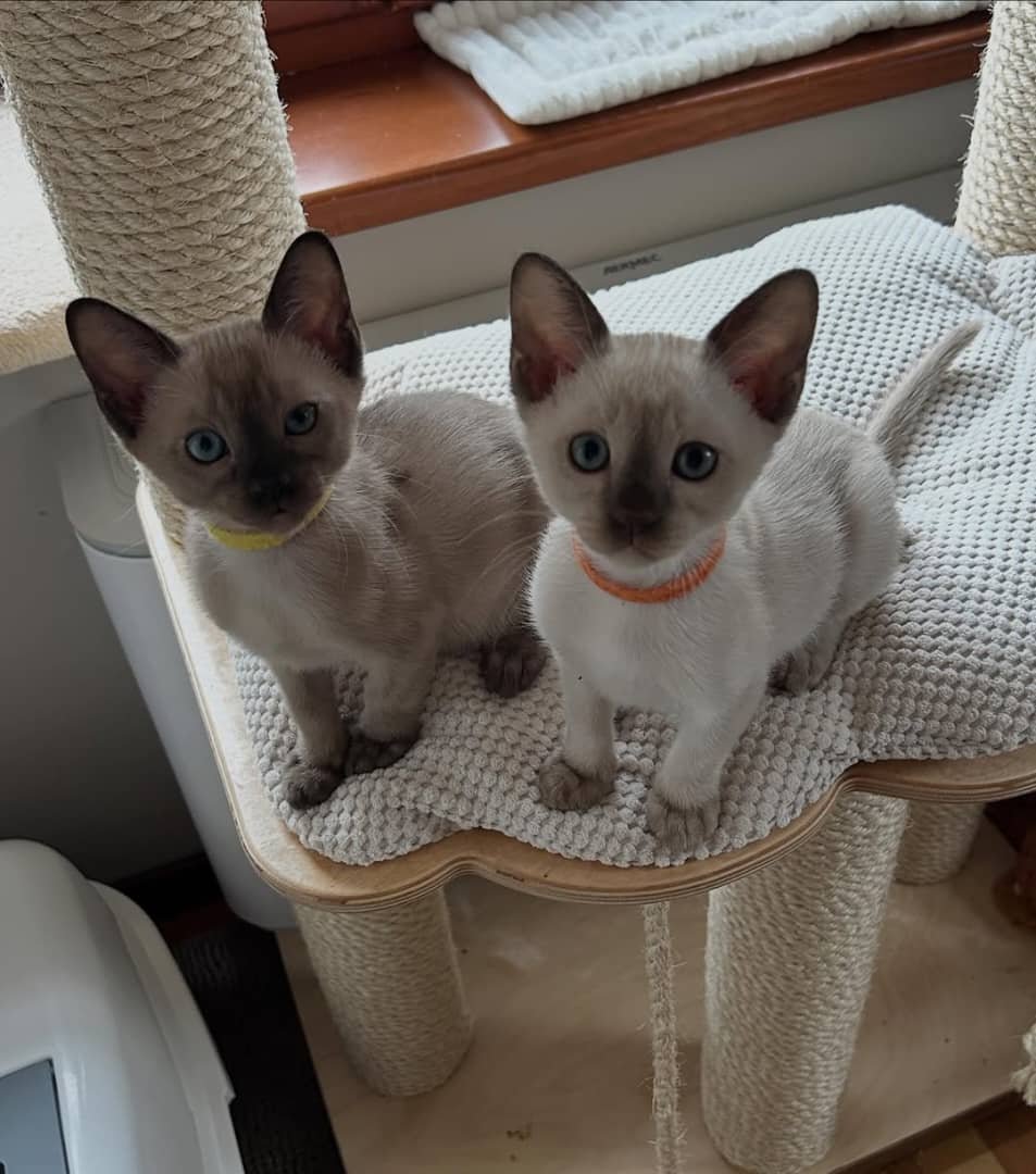 Tonkinese Kitten for Sale